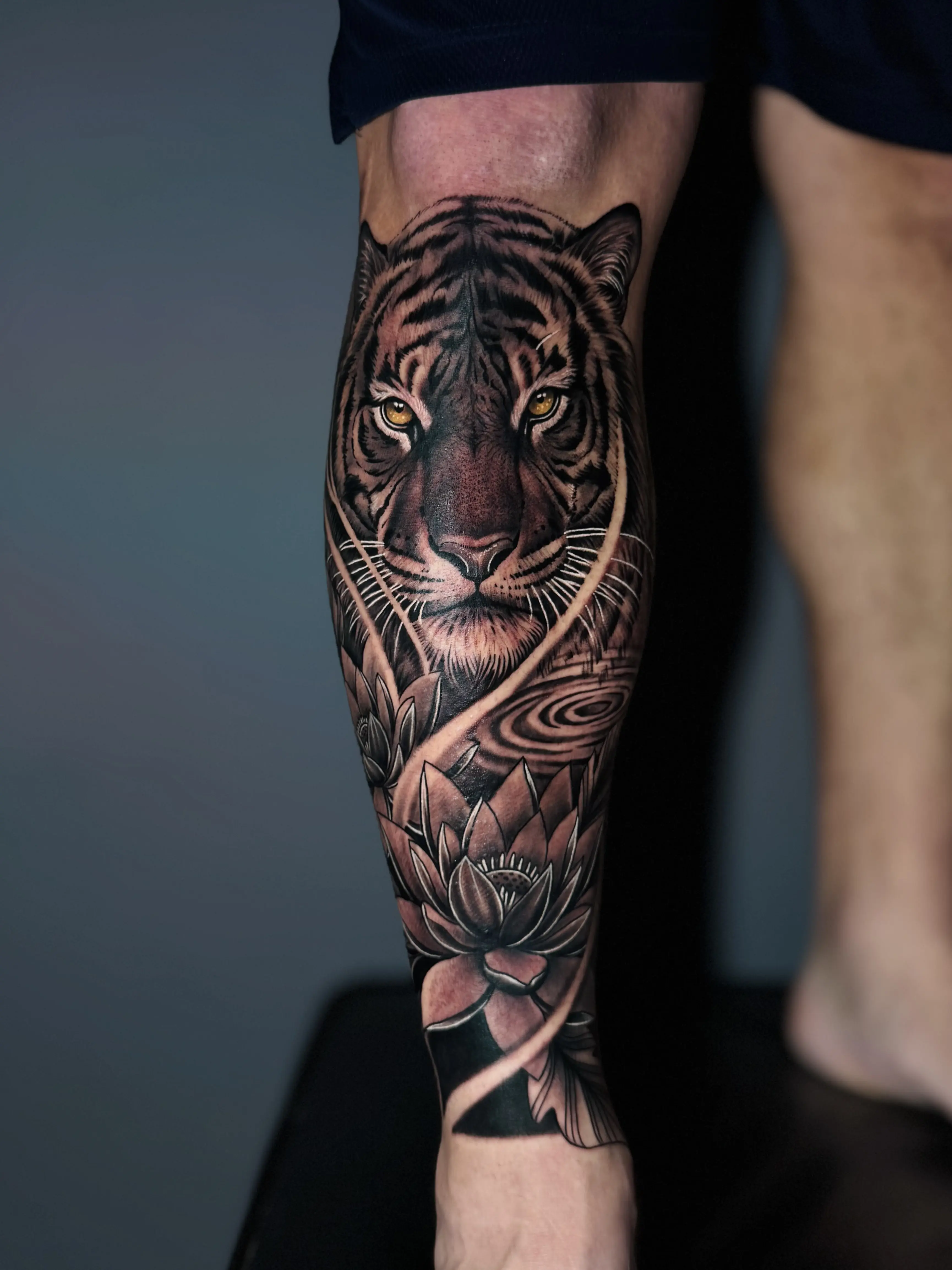 Tigre 